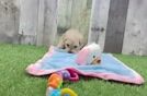 Maltipoo Pup Being Cute