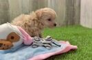 Meet Heartly - our Maltipoo Puppy Video