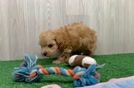Meet Peyton - our Maltipoo Puppy Video  - Lone Star Pups Petite Maltipoo Poodle Mix Pup