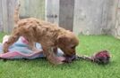 Hypoallergenic Cavadoodle Poodle Mix Puppy