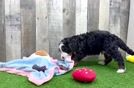 Small Mini Bernedoodle Baby