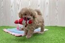 Cute Maltipoo Baby