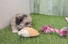 Meet Monica - our Shih Poo Puppy Video