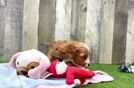 Sweet Cavapoo Baby