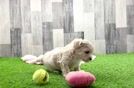 Maltipoo Puppy for Adoption