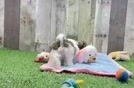Teddy Bear Puppy for Adoption