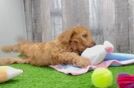 Cavapoo Pup Being Cute