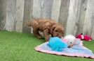 Best Mini Goldendoodle Baby
