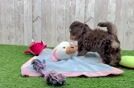 Cute Doxiepoo Poodle Mix Puppy