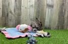 Maltipoo Pup Being Cute