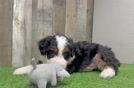 Mini Bernedoodle Pup Being Cute