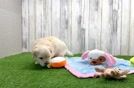 Cute Maltipoo Baby
