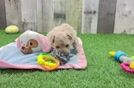 Playful Malt Oodle Poodle Mix Puppy