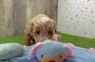 Mini Goldendoodle Pup Being Cute