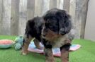 Little Mini Bernepoo Poodle Mix Puppy