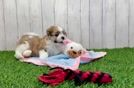 Best Havanese Baby