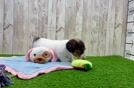 Cute Dachshund Baby