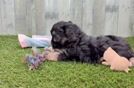 Fluffy Cavapoo Poodle Mix Pup