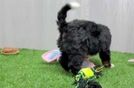Funny Mini Bernedoodle Poodle Mix Pup