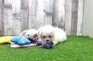 Bichon Frise Puppy for Adoption