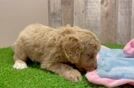 Best Mini Goldendoodle Baby