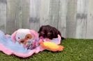 Best Cavapoo Baby