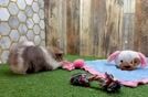 Meet Kacee - our Pomeranian Puppy Video