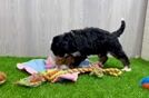 Mini Bernedoodle Puppy for Adoption