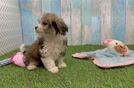 Happy Cavachon Baby