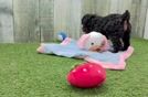 Akc Registered Poodle Baby