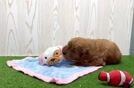 Best Mini Goldendoodle Baby