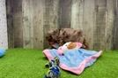 Meet Karmel - our Cavapoo Puppy Video