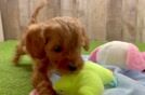 Cavapoo Puppy for Adoption