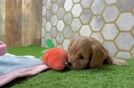 Friendly Cavapoo Baby