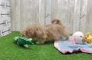 Energetic Shihpoo Poodle Mix Puppy