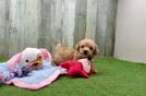 Poochon Puppy for Adoption