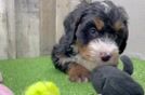 Mini Bernedoodle Pup Being Cute