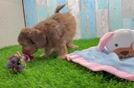 Best Shih Poo Baby