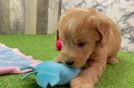 Mini Goldendoodle Puppy for Adoption