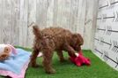 Playful Poodle Baby
