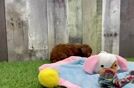 Poodle Puppy for Adoption