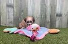 Meet Whimsy - our Aussiechon Puppy Video