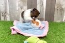 Small Pomeranian Purebred Pup