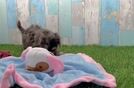 Meet Timmy - our Yorkie Poo Puppy Video