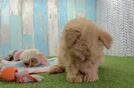 Meet Jeter - our Mini Pomskydoodle Puppy Video  - Seaside Pups Sweet Mini Pomskydoodle Baby