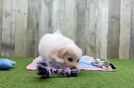 Little Pom Frise Designer Puppy