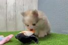 Pomeranian Puppy for Adoption