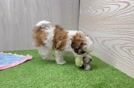 Hypoallergenic Shihpoo Poodle Mix Puppy