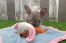 Best French Bulldog Baby