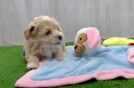 Best Maltipoo Baby